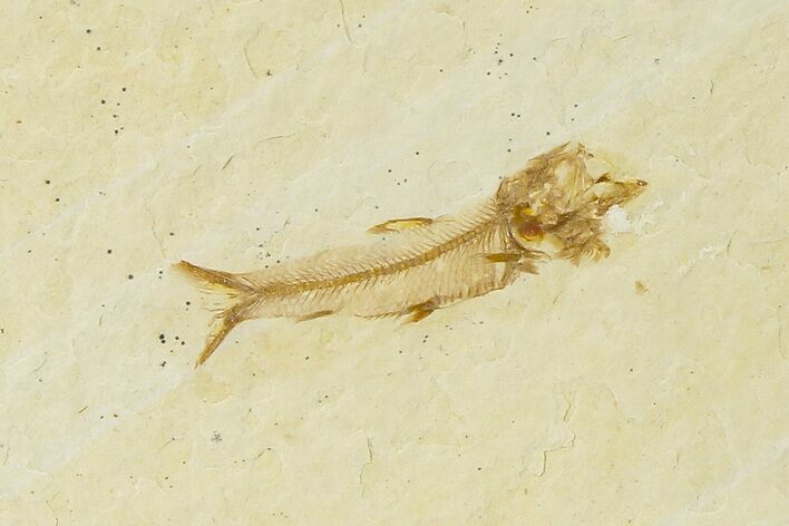 Juvenile Fossil Fish (Amphiplaga) - Uncommon Species #333787